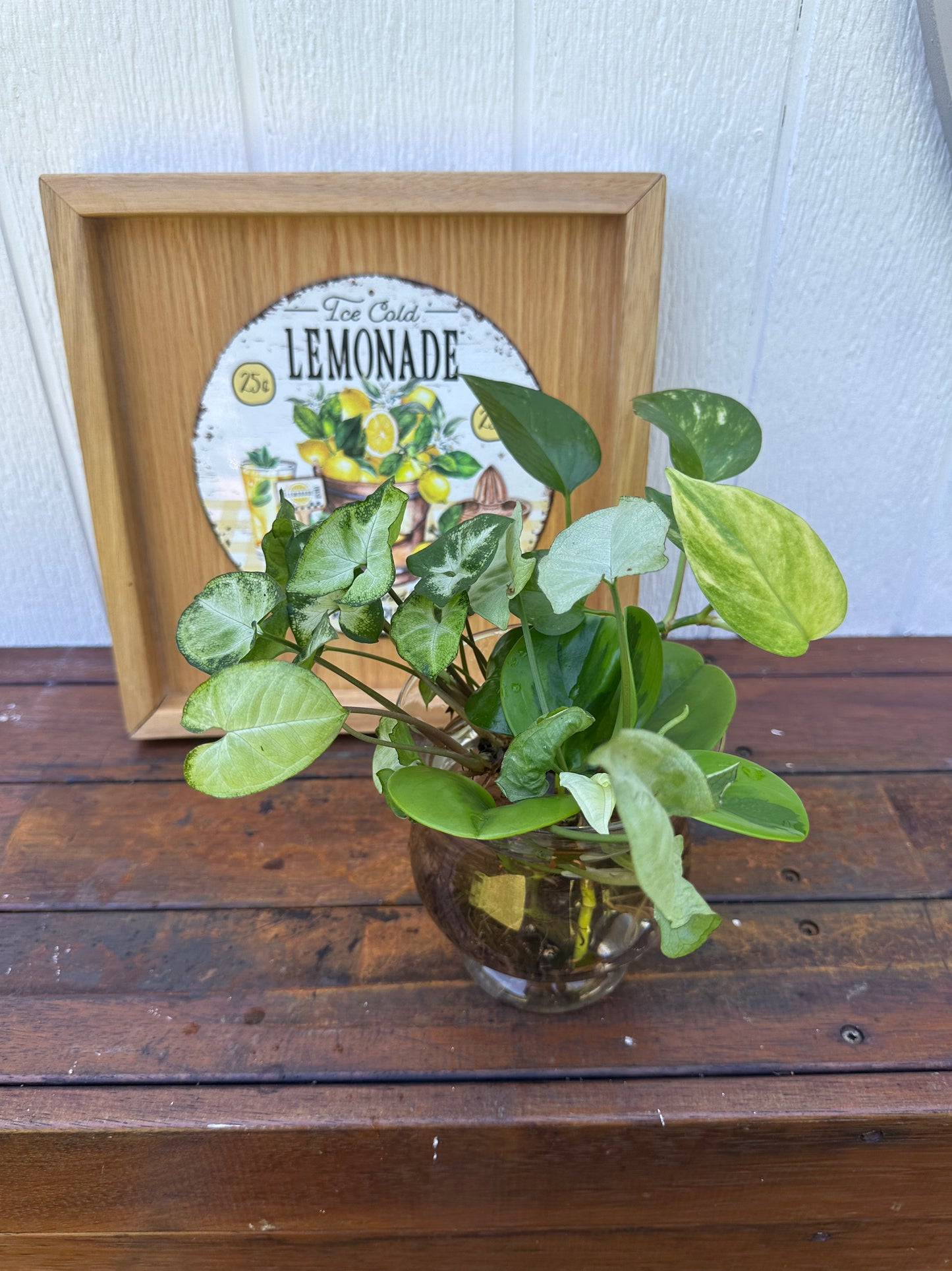 Plant Boquet in Glass Jar with Gold Stars