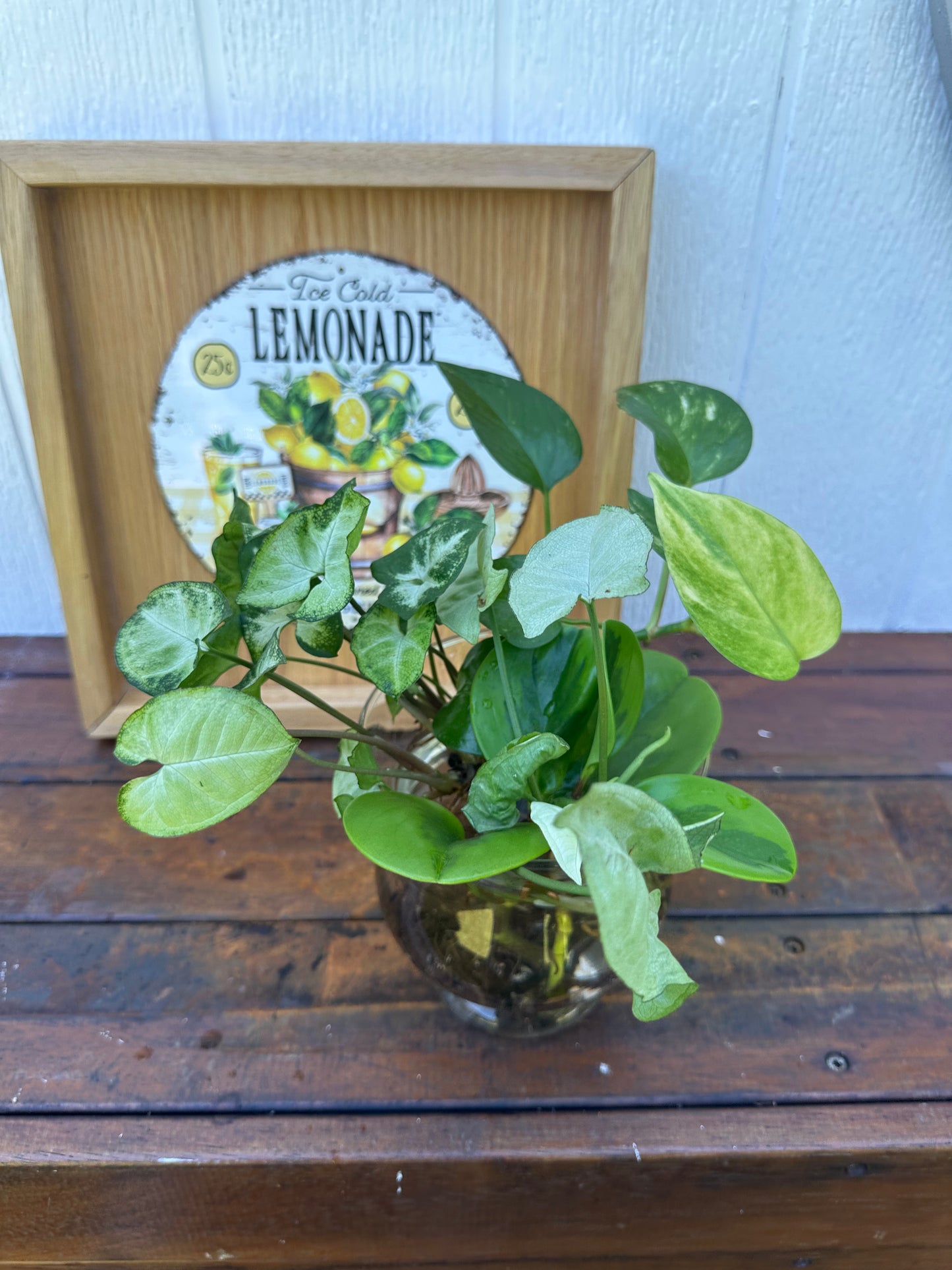 Plant Boquet in Glass Jar with Gold Stars