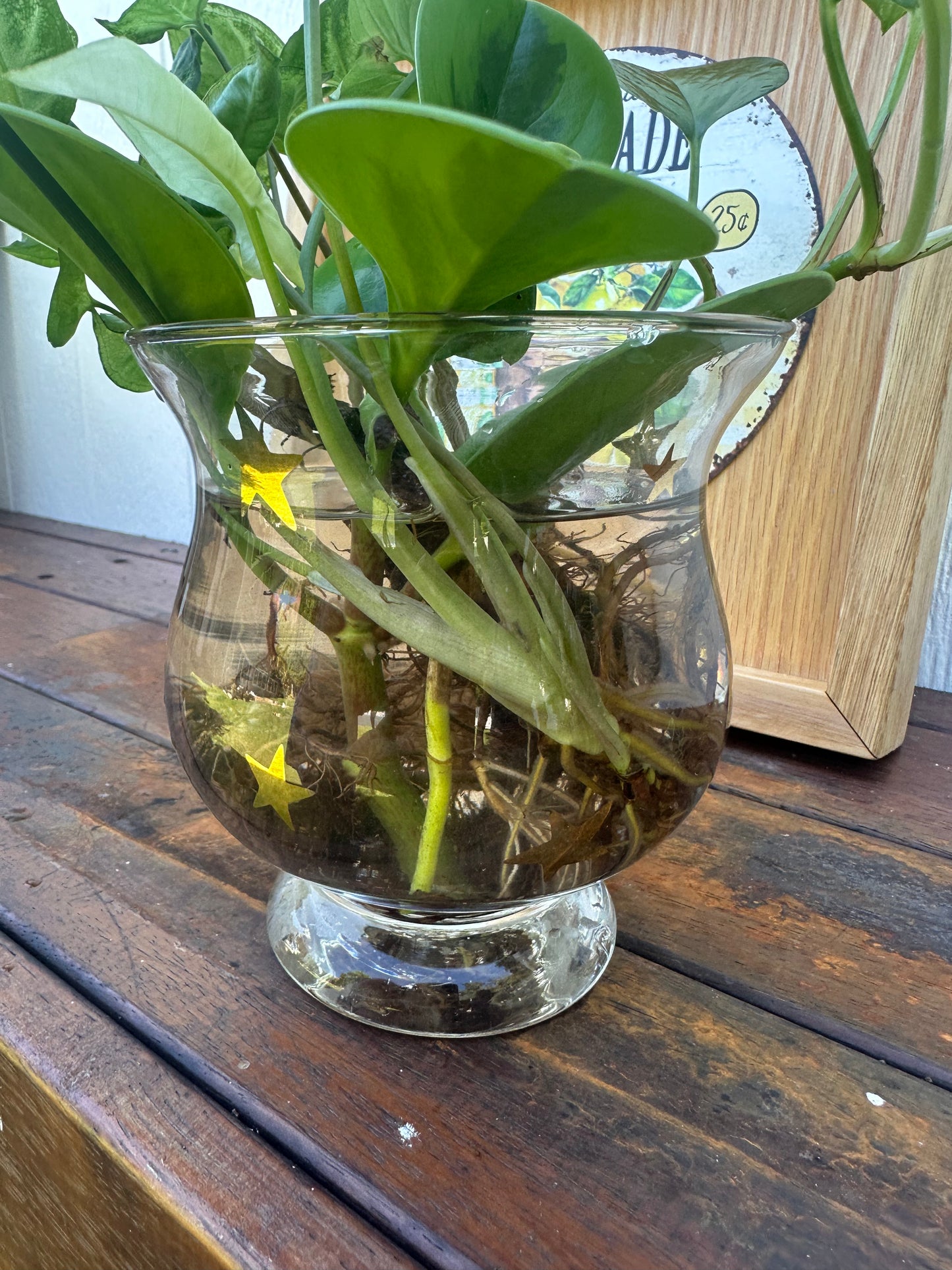 Plant Boquet in Glass Jar with Gold Stars